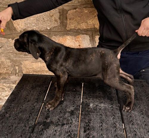 Cane Corso stenci