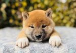 Shiba Inu stenci