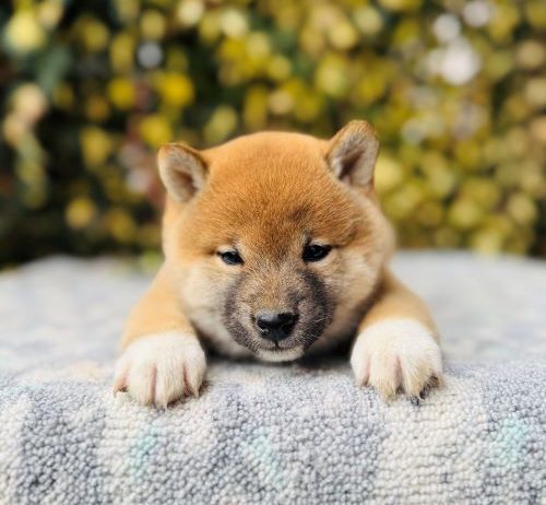 Shiba Inu stenci