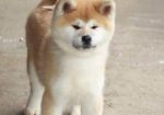 Akita Inu