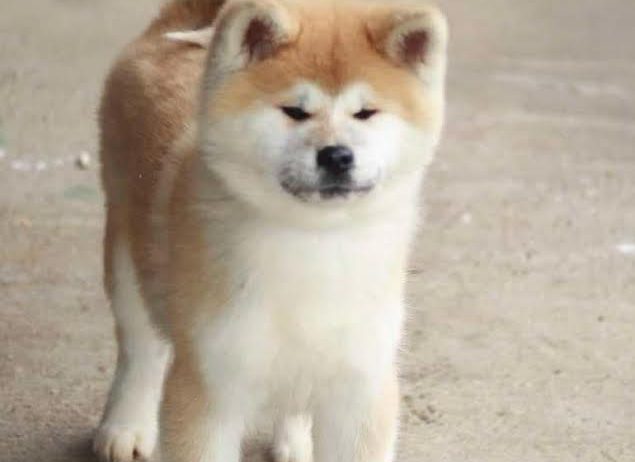 Akita Inu