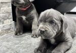 Cane Corso