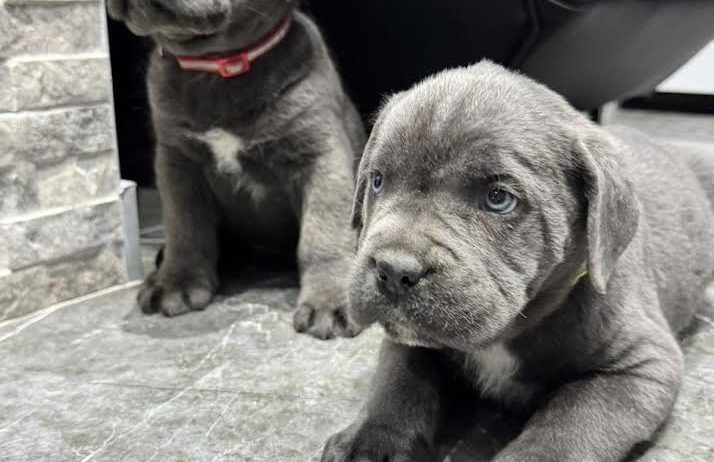 Cane Corso