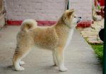 Akita Inu