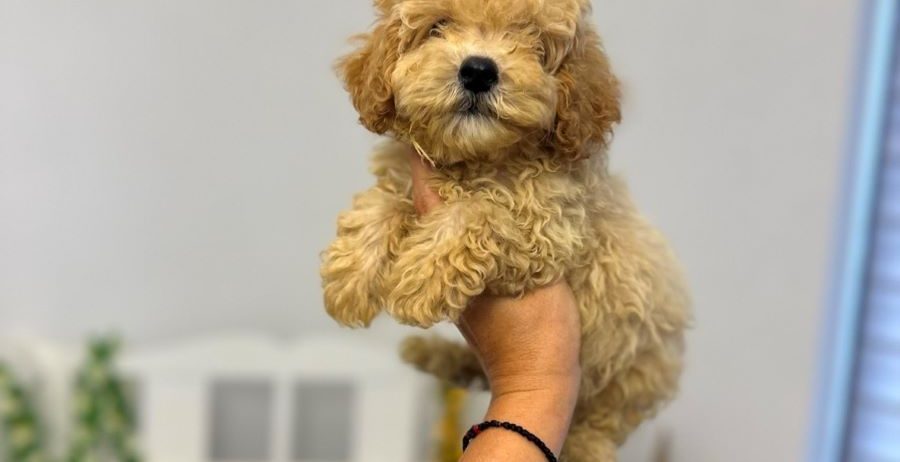 Maltipoo vrhunske genetike