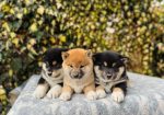 Shiba Inu stenci