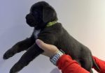 Cane Corso