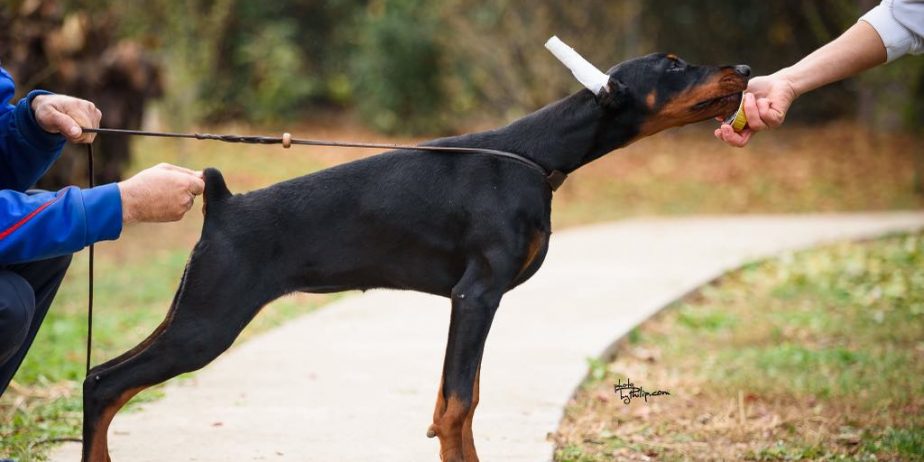 Doberman štenci na prodaju