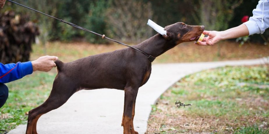 Doberman štenci na prodaju