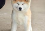 Akita Inu