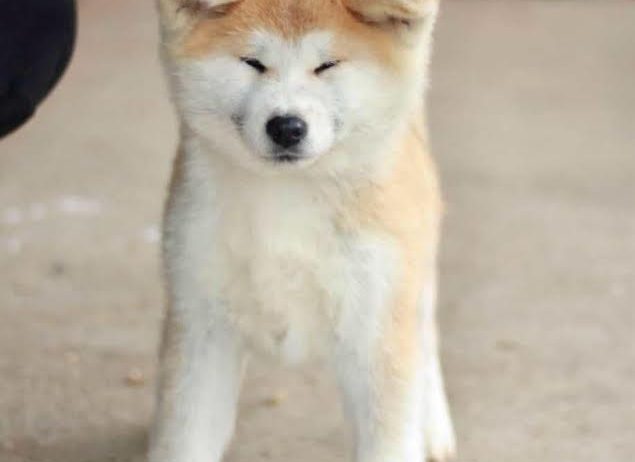 Akita Inu