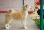 Akita Inu