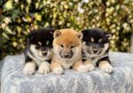 Shiba Inu stenci