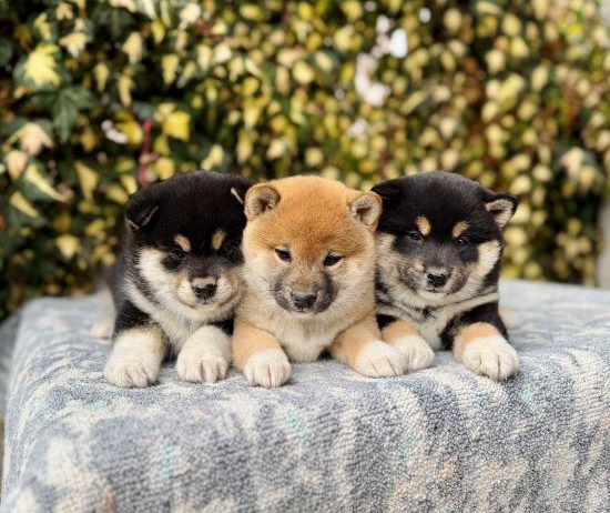 Shiba Inu stenci