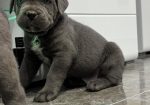 Cane Corso