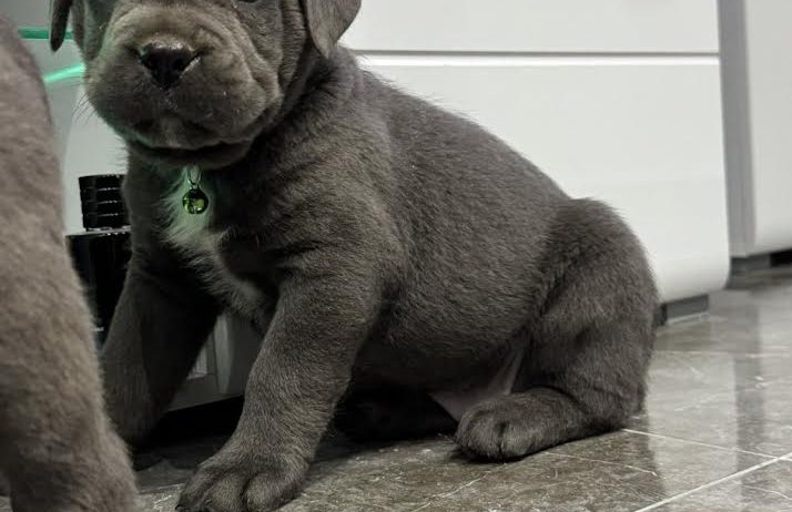 Cane Corso