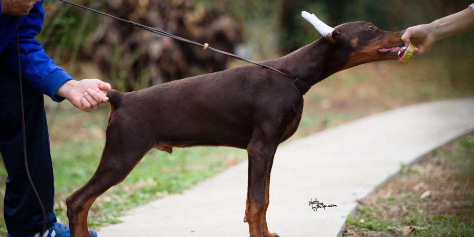 Doberman štenci na prodaju