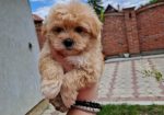 Preslatke bebice MALTIPOO