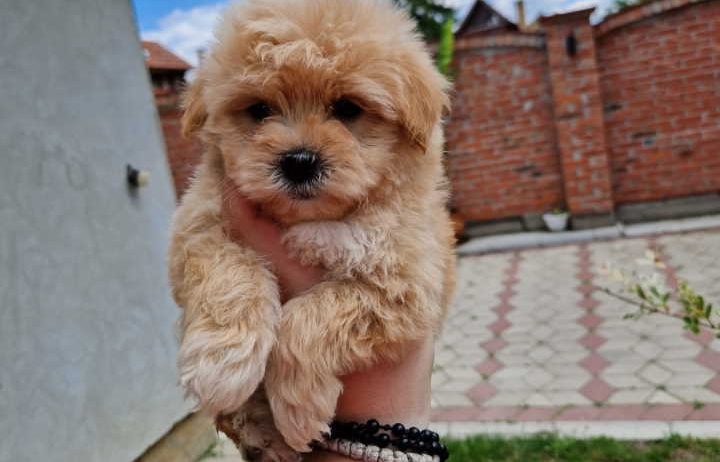 Preslatke bebice MALTIPOO