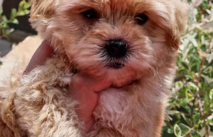 Preslatke bebice MALTIPOO