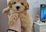 Preslatke bebice MALTIPOO