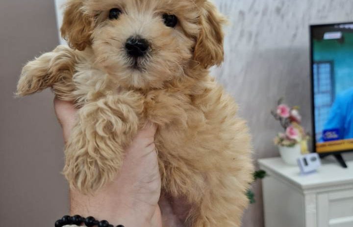 Preslatke bebice MALTIPOO