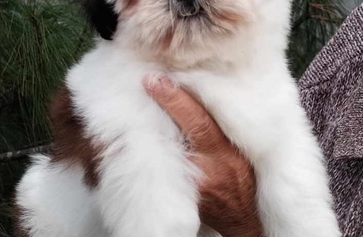 SHIH TZU žensko štene O