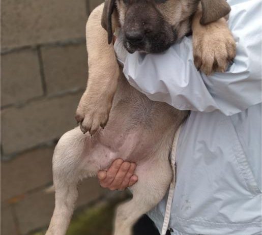 Bandog stenci na prodaju