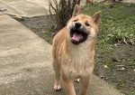 Shiba inu štenci