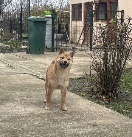 Shiba inu štenci