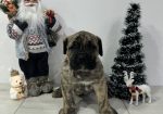 Preca Canario Kanarska doga štenci