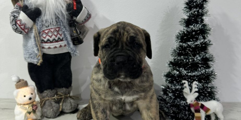 Preca Canario Kanarska doga štenci