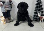 Preca Canario Kanarska doga štenci