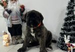 Preca Canario Kanarska doga štenci