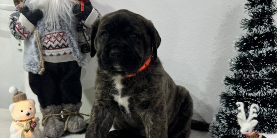 Preca Canario Kanarska doga štenci