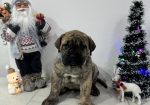 Preca Canario Kanarska doga štenci