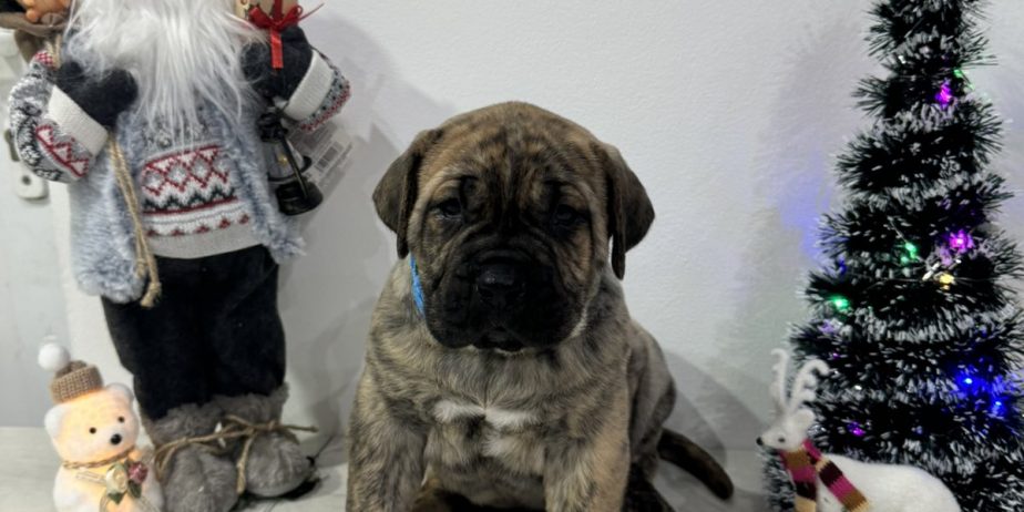 Preca Canario Kanarska doga štenci