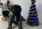 Preca Canario Kanarska doga štenci