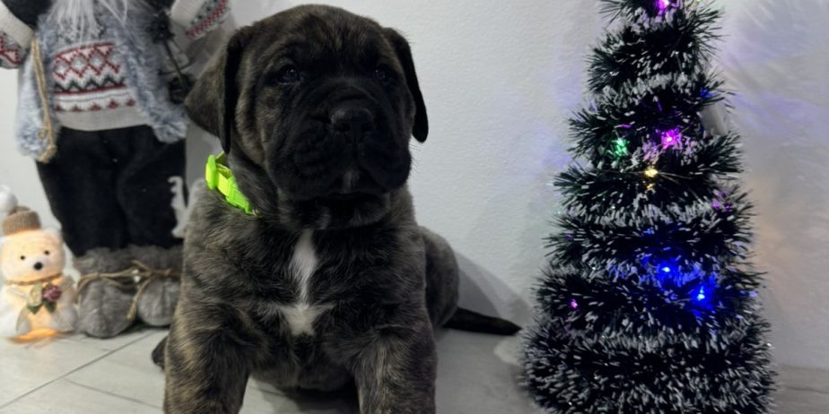 Preca Canario Kanarska doga štenci