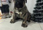 Preca Canario Kanarska doga štenci