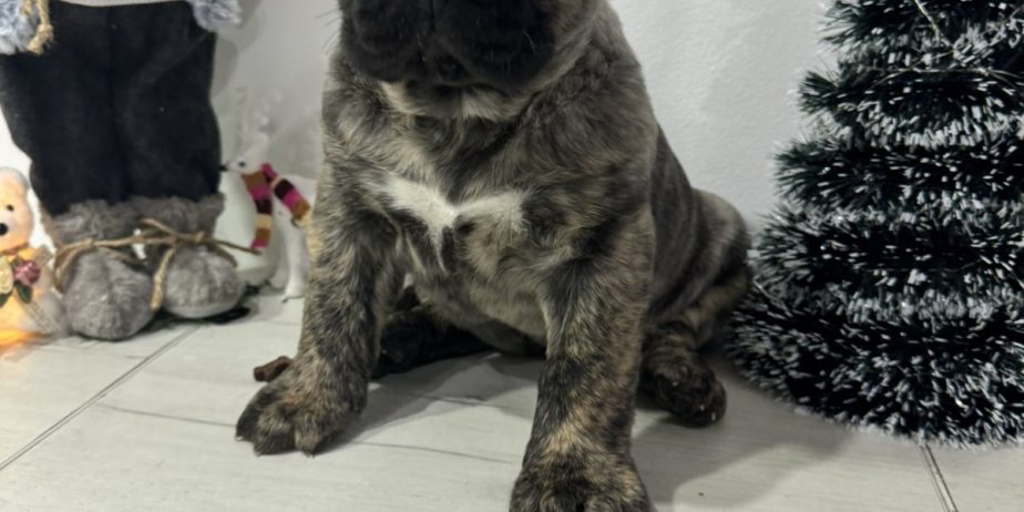 Preca Canario Kanarska doga štenci