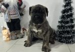 Preca Canario Kanarska doga štenci