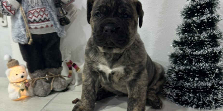 Preca Canario Kanarska doga štenci