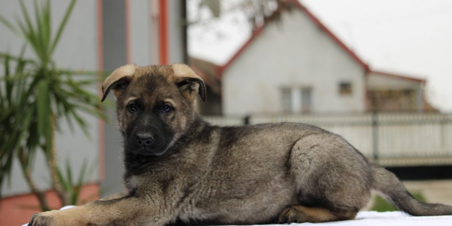 Radni nemacki ovcari na prodaju