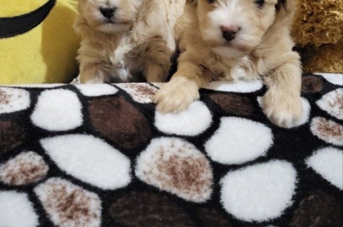 Mini Maltipoo štenci