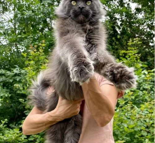 Maine Coon mačići