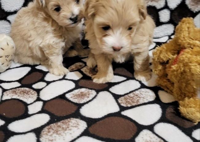 Mini Maltipoo štenci