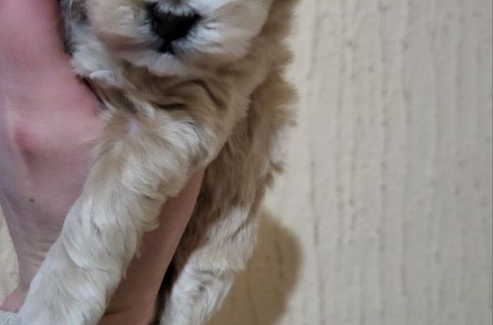 Mini Maltipoo štenci