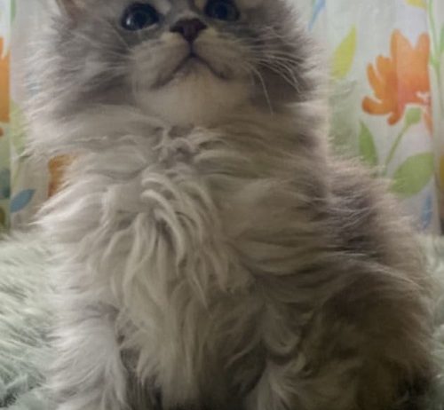 Maine Coon mačići