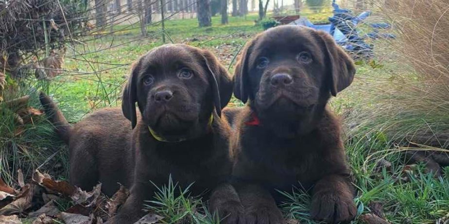 Labrador retriver čokoladni štenci